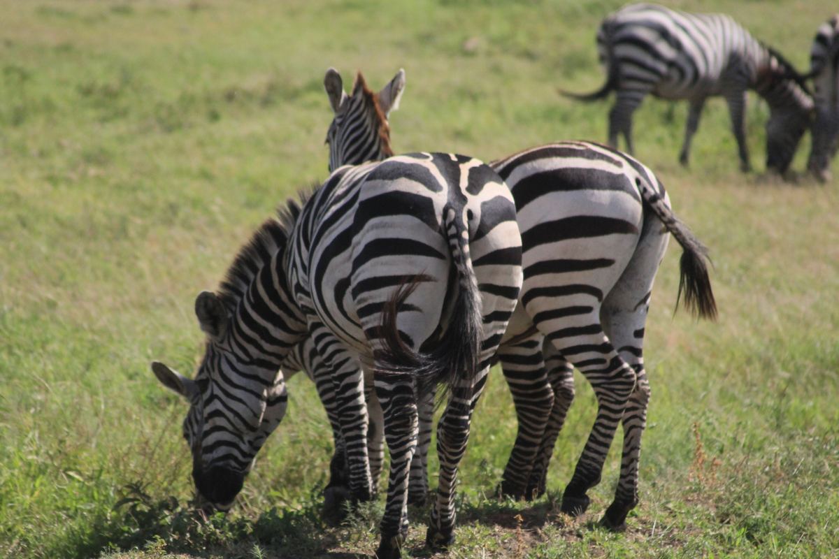 Manada de cebras en el Serengeti, Tanzania