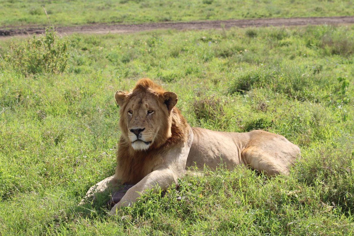 Guepardo observando la sabana en el Serengeti, Tanzania